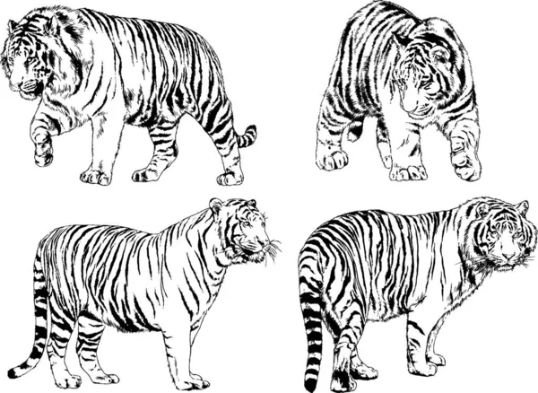 Desenhos Vetoriais Esboços Predador Diferente Leões Tigres Chitas Leopardos São —  Vetores de Stock