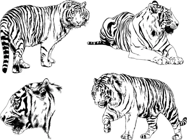 Dibujos Vectoriales Bocetos Diferentes Depredadores Tigres Leones Guepardos Leopardos Dibujan — Vector de stock