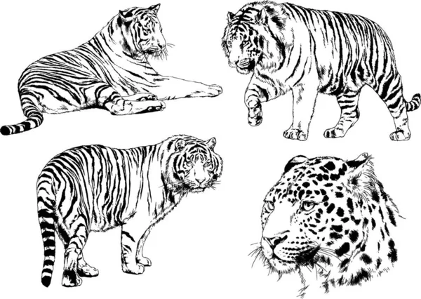 Dibujos Vectoriales Bocetos Diferentes Depredadores Tigres Leones Guepardos Leopardos Dibujan — Archivo Imágenes Vectoriales