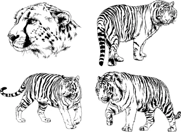 Vector Drawings Sketches Different Predator Tigers Lions Cheetahs Leopards Drawn — Stock Vector