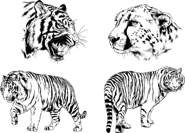 Vector Drawings Sketches Different Predator Tigers Lions Cheetahs Leopards Drawn — Stock Vector