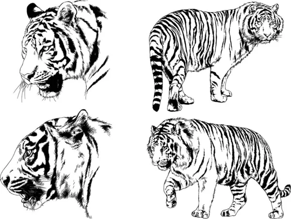 ベクトル図面スケッチ異なる捕食者 ライオン チーターとヒョウは手でインク 背景なしでオブジェクトに描画されます — ストックベクタ