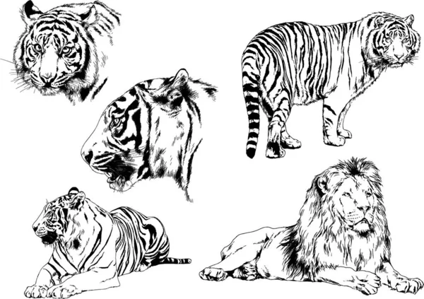 Dessins Vectoriels Esquisse Différents Prédateurs Tigres Lions Guépards Léopards Sont — Image vectorielle