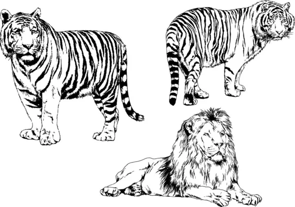 Vector Drawings Sketches Different Predator Tigers Lions Cheetahs Leopards Drawn — Stock Vector