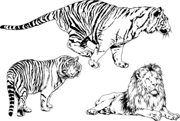 Dibujos Vectoriales Bocetos Diferentes Depredadores Tigres Leones Guepardos Leopardos Dibujan — Vector de stock