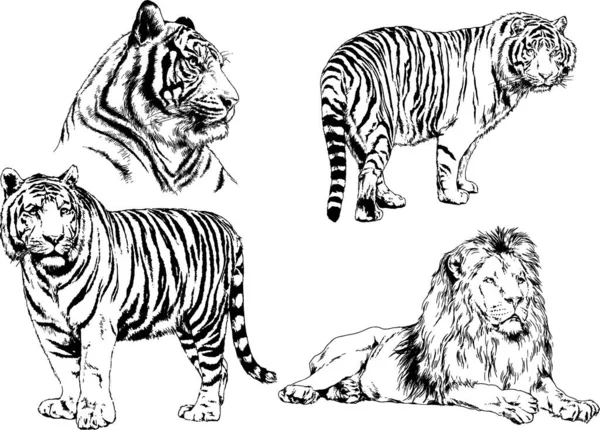 Dibujos Vectoriales Bocetos Diferentes Depredadores Tigres Leones Guepardos Leopardos Dibujan — Archivo Imágenes Vectoriales