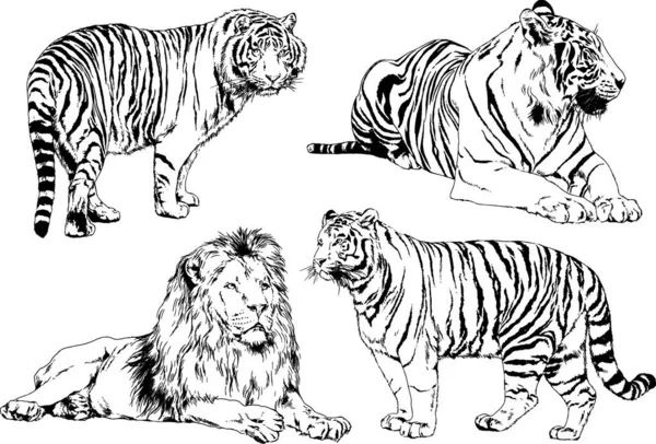 Dibujos Vectoriales Bocetos Diferentes Depredadores Tigres Leones Guepardos Leopardos Dibujan — Vector de stock