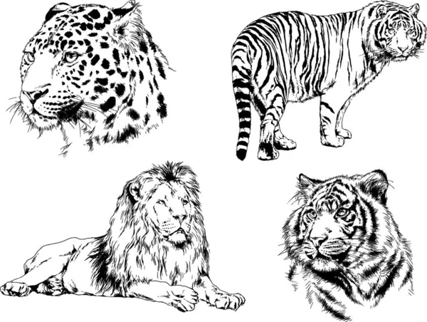 Vector Drawings Sketches Different Predator Tigers Lions Cheetahs Leopards Drawn — Stock Vector