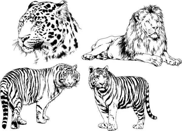 Dessins Vectoriels Esquisse Différents Prédateurs Tigres Lions Guépards Léopards Sont — Image vectorielle