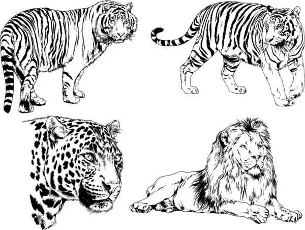 Dessins Vectoriels Esquisse Différents Prédateurs Tigres Lions Guépards Léopards Sont — Image vectorielle