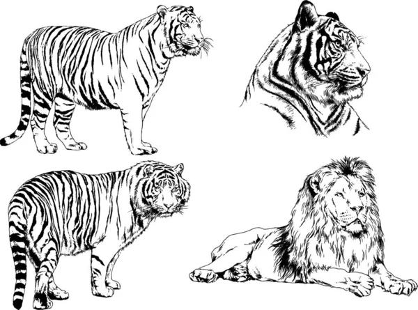 Dessins Vectoriels Esquisse Différents Prédateurs Tigres Lions Guépards Léopards Sont — Image vectorielle