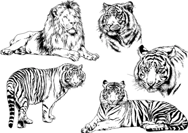 Dessins Vectoriels Esquisse Différents Prédateurs Tigres Lions Guépards Léopards Sont — Image vectorielle