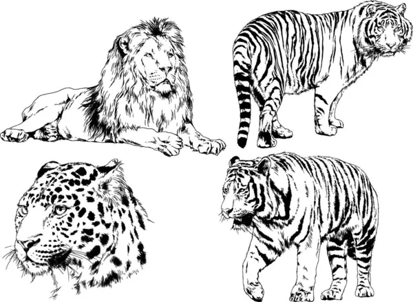 Dessins Vectoriels Esquisse Différents Prédateurs Tigres Lions Guépards Léopards Sont — Image vectorielle