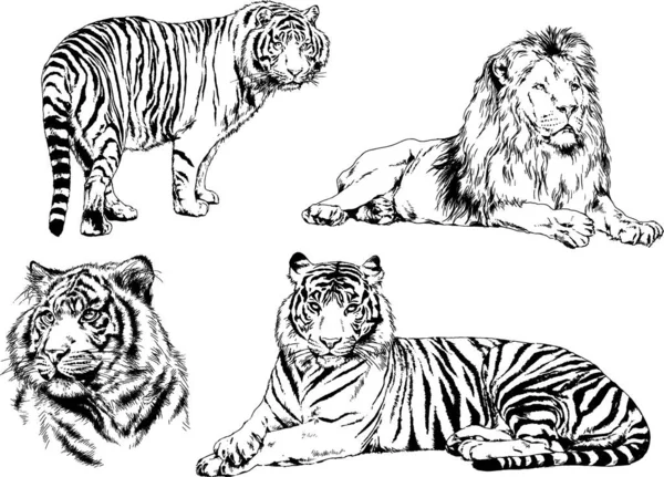 Dessins Vectoriels Esquisse Différents Prédateurs Tigres Lions Guépards Léopards Sont — Image vectorielle