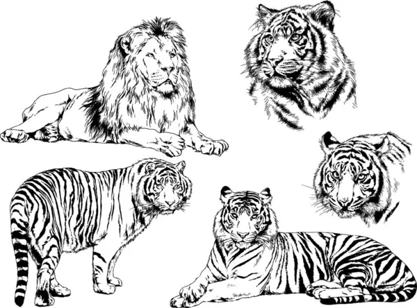 Dibujos Vectoriales Bocetos Diferentes Depredadores Tigres Leones Guepardos Leopardos Dibujan — Vector de stock