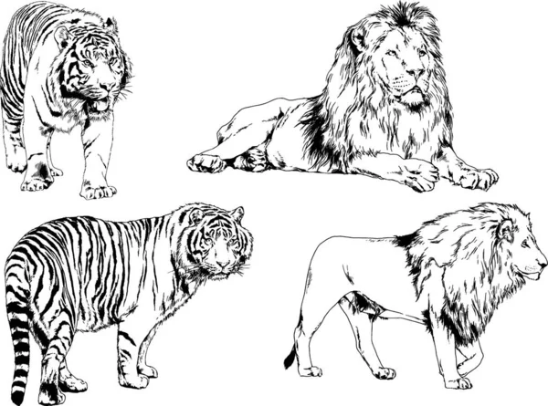 Dibujos Vectoriales Bocetos Diferentes Depredadores Tigres Leones Guepardos Leopardos Dibujan — Vector de stock