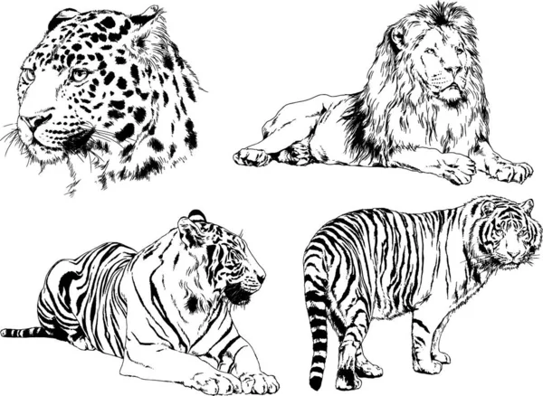 Dibujos Vectoriales Bocetos Diferentes Depredadores Tigres Leones Guepardos Leopardos Dibujan — Archivo Imágenes Vectoriales