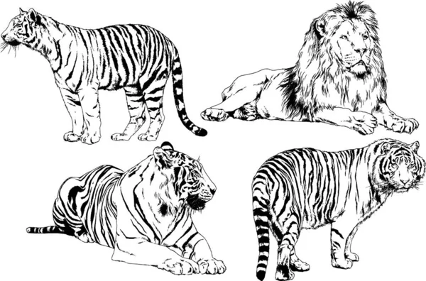 Dessins Vectoriels Esquisse Différents Prédateurs Tigres Lions Guépards Léopards Sont — Image vectorielle