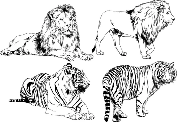 Vector Drawings Sketches Different Predator Tigers Lions Cheetahs Leopards Drawn — Stock Vector