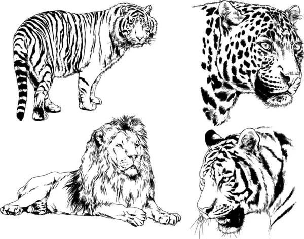 Dibujos Vectoriales Bocetos Diferentes Depredadores Tigres Leones Guepardos Leopardos Dibujan — Vector de stock