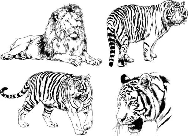 Dibujos Vectoriales Bocetos Diferentes Depredadores Tigres Leones Guepardos Leopardos Dibujan — Archivo Imágenes Vectoriales