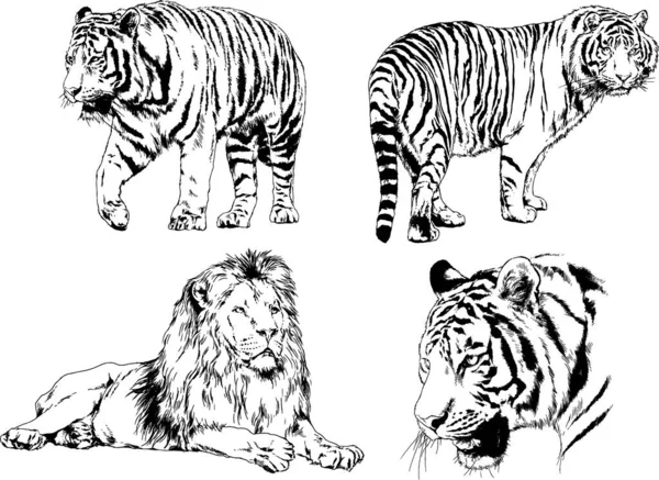 Dibujos Vectoriales Bocetos Diferentes Depredadores Tigres Leones Guepardos Leopardos Dibujan — Archivo Imágenes Vectoriales