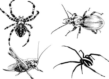Vektör çizimleri farklı böcekler çizer. Akrepler, mürekkeple çizilen örümcekler, arka planı olmayan nesneler.
