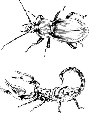 Vektör çizimleri farklı böcekler çizer. Akrepler, mürekkeple çizilen örümcekler, arka planı olmayan nesneler.