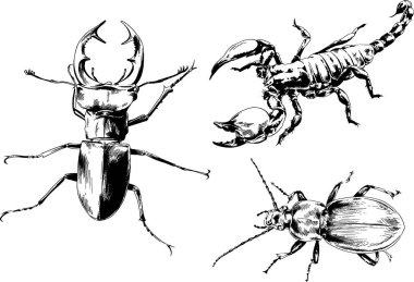 Vektör çizimleri farklı böcekler çizer. Akrepler, mürekkeple çizilen örümcekler, arka planı olmayan nesneler.