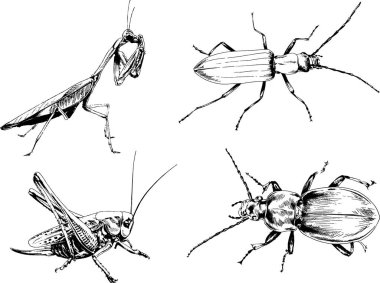 Vektör çizimleri farklı böcekler çizer. Akrepler, mürekkeple çizilen örümcekler, arka planı olmayan nesneler.