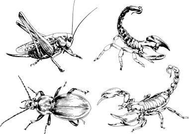 Vektör çizimleri farklı böcekler çizer. Akrepler, mürekkeple çizilen örümcekler, arka planı olmayan nesneler.