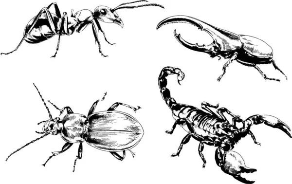 Vectortekeningen Schetst Verschillende Insecten Insecten Schorpioenen Spinnen Met Hand Getekend — Stockvector