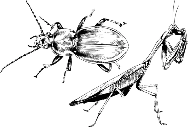 Dibujos Vectoriales Bocetos Insectos Diferentes Insectos Scorpions Arañas Dibujadas Con — Archivo Imágenes Vectoriales