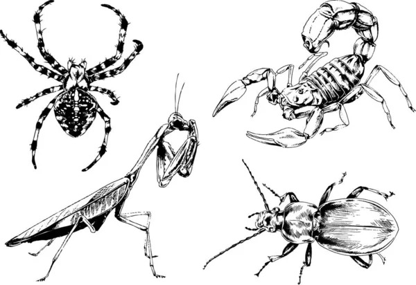 Dibujos Vectoriales Bocetos Insectos Diferentes Insectos Scorpions Arañas Dibujadas Con — Vector de stock