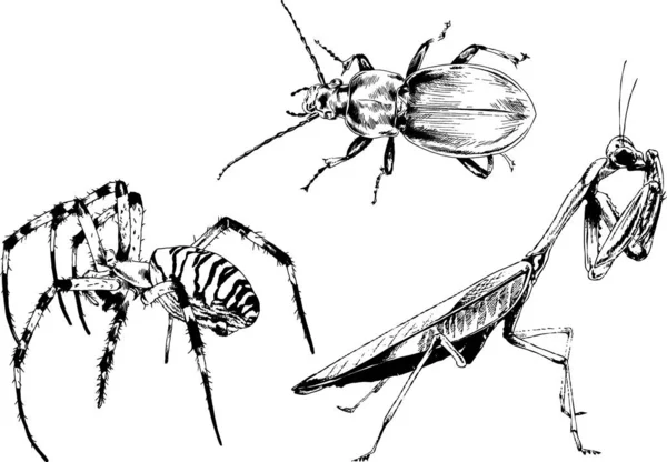 Dibujos Vectoriales Bocetos Insectos Diferentes Insectos Scorpions Arañas Dibujadas Con — Vector de stock