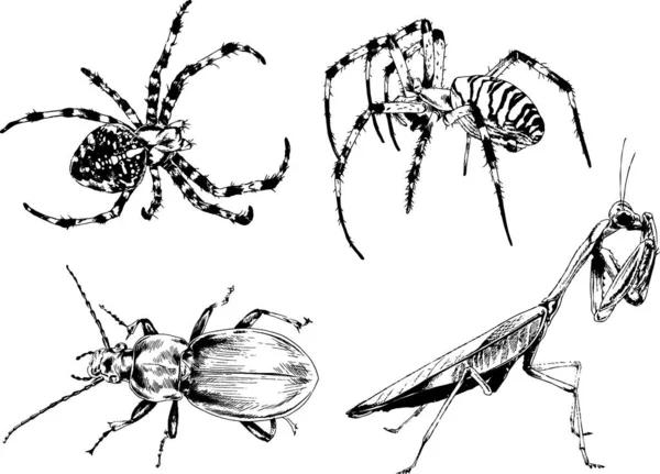 Vectortekeningen Schetst Verschillende Insecten Insecten Schorpioenen Spinnen Met Hand Getekend — Stockvector