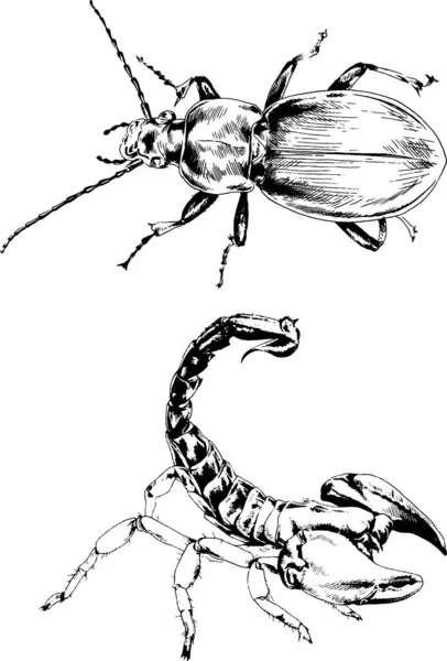 Vectortekeningen Schetst Verschillende Insecten Insecten Schorpioenen Spinnen Met Hand Getekend — Stockvector