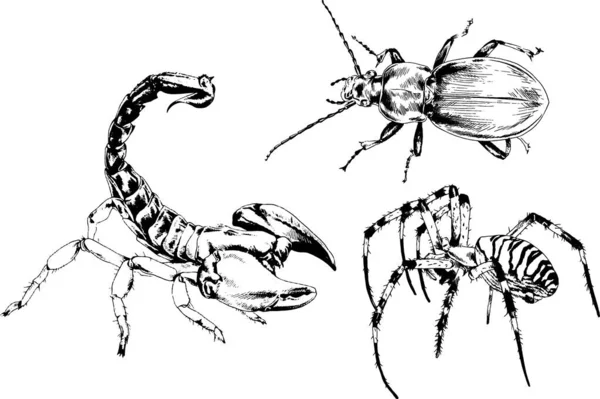 ベクトル図は異なる昆虫のバグをスケッチ手でインクで描かれたスコーピオンクモ 背景のないオブジェクト — ストックベクタ