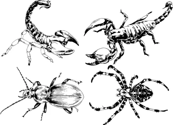 Desenhos Vetoriais Esboços Diferentes Insetos Insetos Escorpiões Aranhas Desenhadas Tinta —  Vetores de Stock