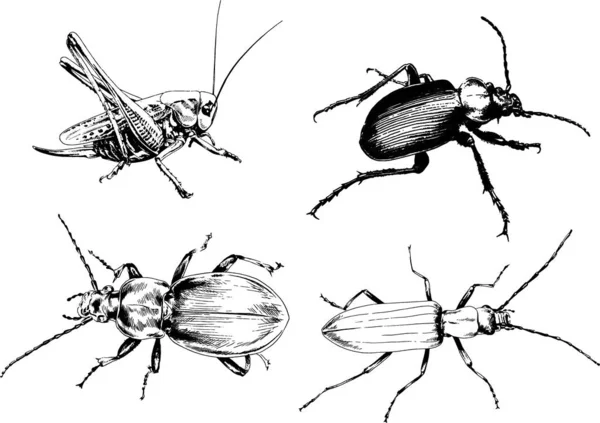 Desenhos Vetoriais Esboços Diferentes Insetos Insetos Escorpiões Aranhas Desenhadas Tinta —  Vetores de Stock