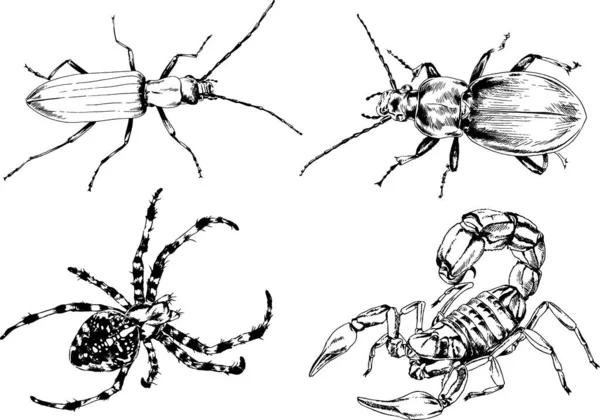 Dessins Vectoriels Esquisse Différents Insectes Insectes Scorpions Araignées Dessinées Encre — Image vectorielle