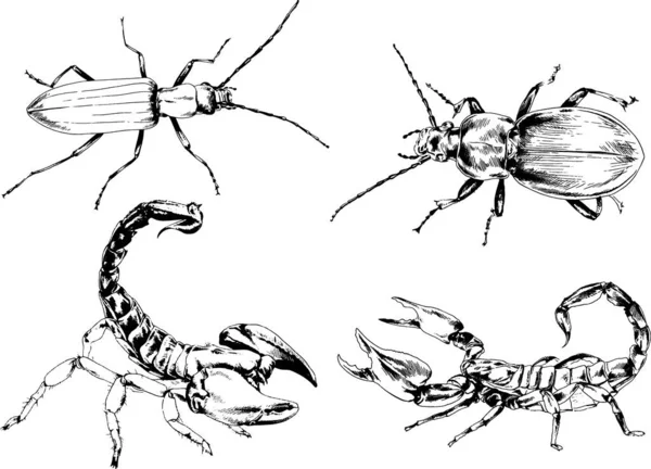 Desenhos Vetoriais Esboços Diferentes Insetos Insetos Escorpiões Aranhas Desenhadas Tinta —  Vetores de Stock