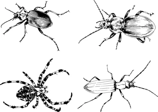 Dibujos Vectoriales Bocetos Insectos Diferentes Insectos Scorpions Arañas Dibujadas Con — Vector de stock