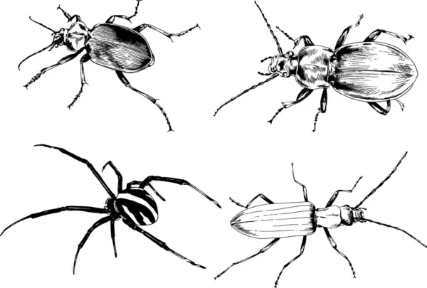 Vektor Rajzok Vázlatok Különböző Rovarok Hibák Skorpiók Pókok Rajzolt Tinta — Stock Vector