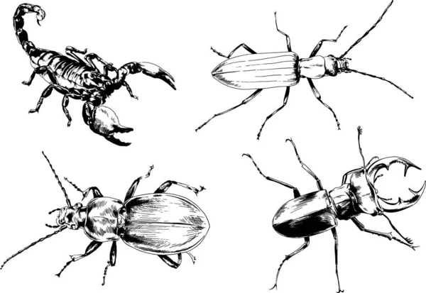 Dibujos Vectoriales Bocetos Insectos Diferentes Insectos Scorpions Arañas Dibujadas Con — Vector de stock