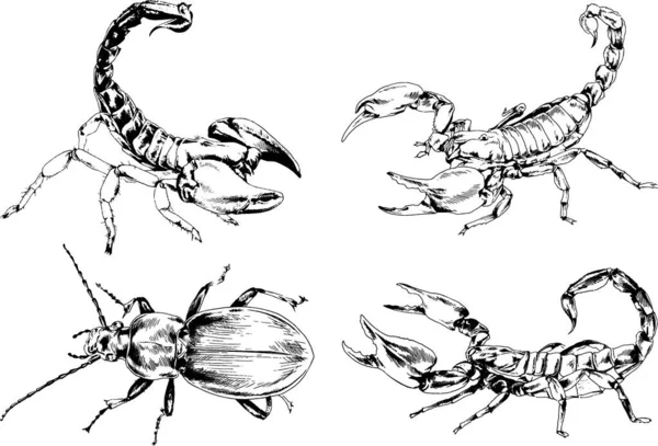 Desenhos Vetoriais Esboços Diferentes Insetos Insetos Escorpiões Aranhas Desenhadas Tinta —  Vetores de Stock