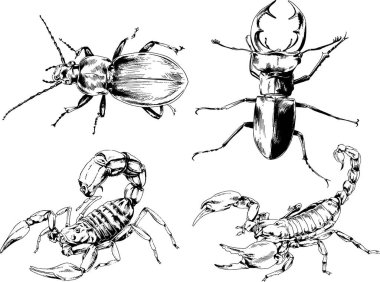 Vektör çizimleri farklı böcekler çizer. Akrepler, mürekkeple çizilen örümcekler, arka planı olmayan nesneler.
