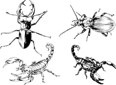 Vektör çizimleri farklı böcekler çizer. Akrepler, mürekkeple çizilen örümcekler, arka planı olmayan nesneler.