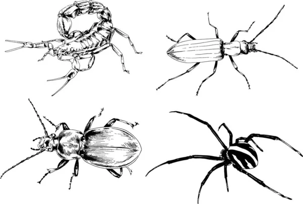 Vektorzeichnungen Skizzieren Verschiedene Insekten Käfer Skorpione Spinnen Mit Tusche Von — Stockvektor