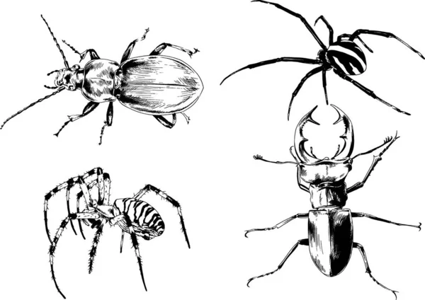 Vektorzeichnungen Skizzieren Verschiedene Insekten Käfer Skorpione Spinnen Mit Tusche Von — Stockvektor